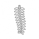 6-pak Royal Fern mm