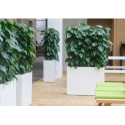 DOMINICA MED HJUL OG INDSATS